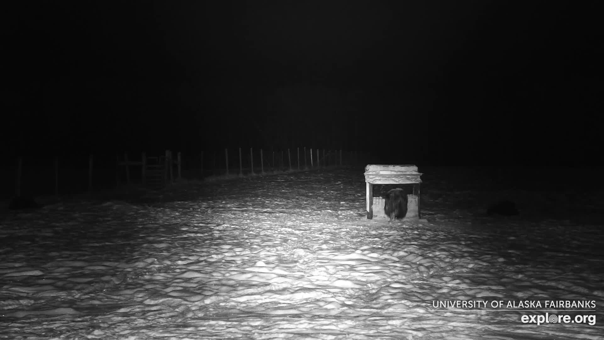 University of Alaska Fairbanks Large Animal Research Station Musk Ox Farm Live Cam - Musk Ox, College, Fairbanks North Star, Alaska, USA