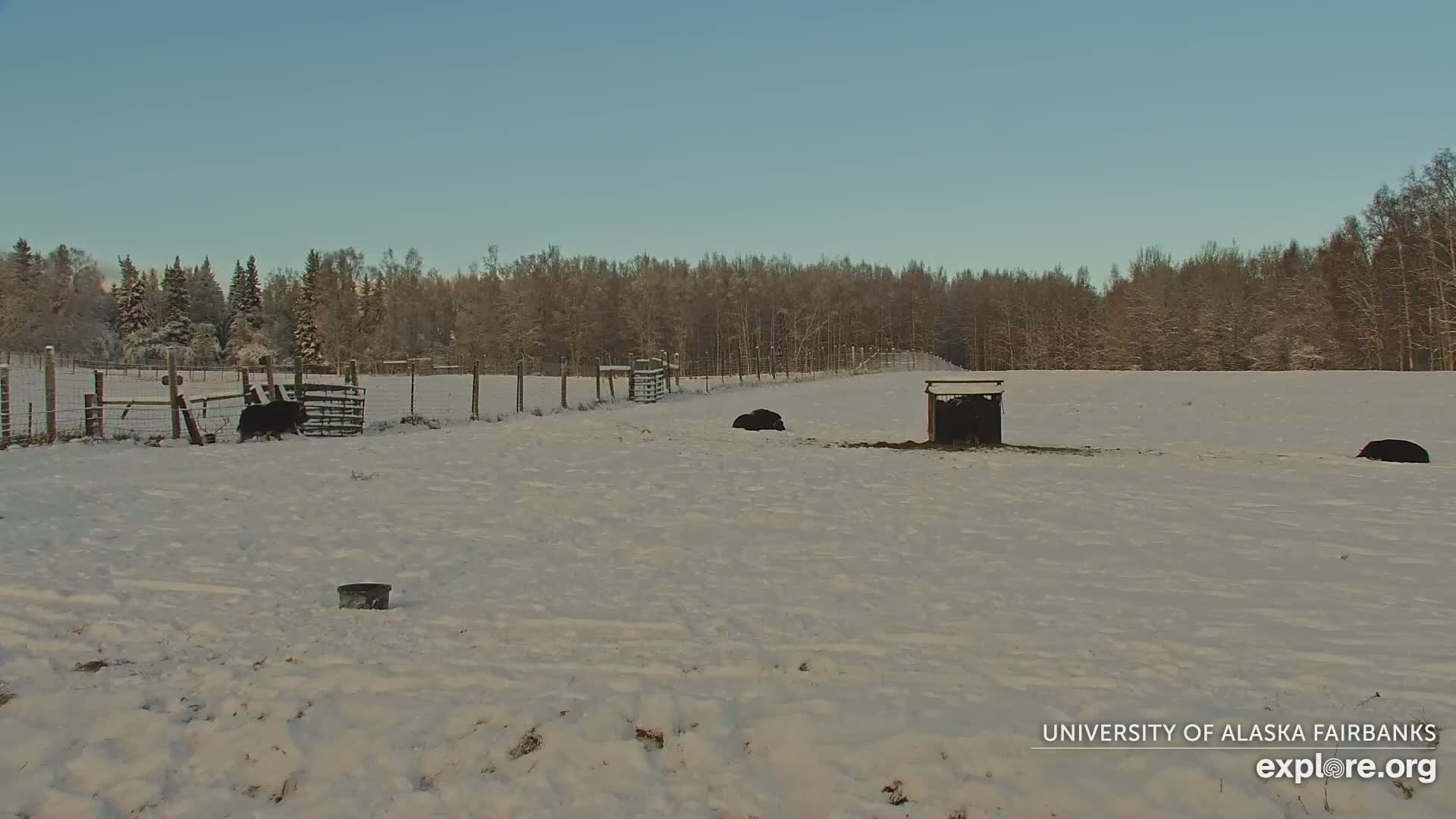 University of Alaska Fairbanks Large Animal Research Station Musk Ox Farm Live Cam - Musk Ox, College, Fairbanks North Star, Alaska, USA