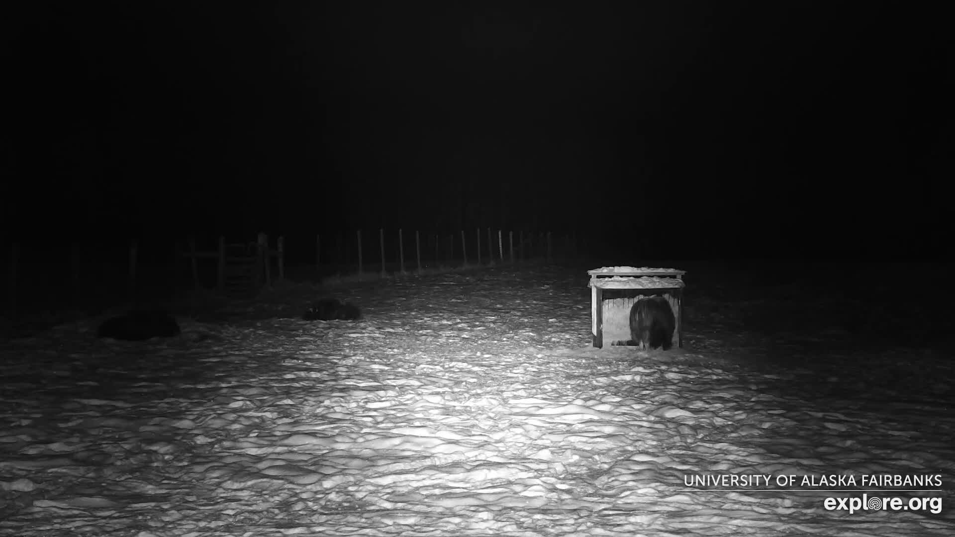 A large animal stands partially inside a snow-covered wooden structure on a snowy field during a clear, cold night, with another dark form visible on the left and a fence line in the distance.
