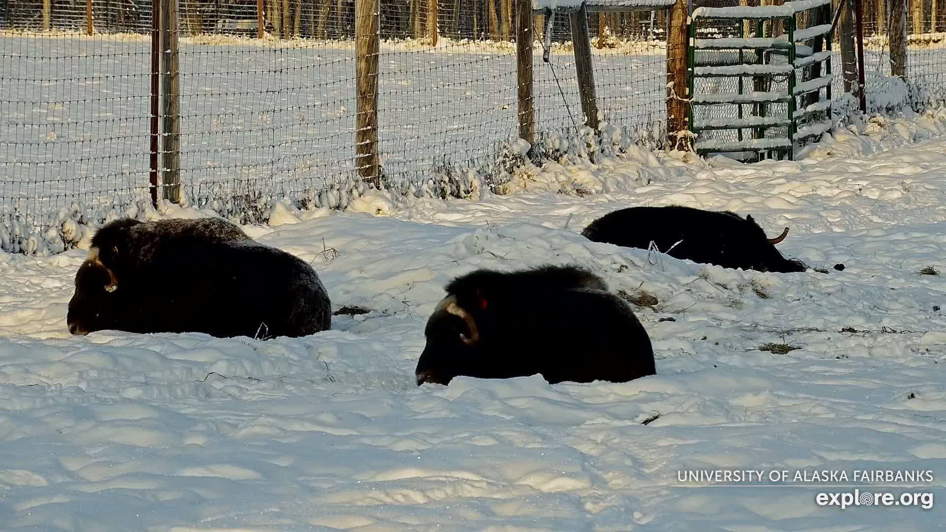 Three dark-furred muskoxen are resting on a snow-covered field within an enclosure on a bright, clear, and cold day.