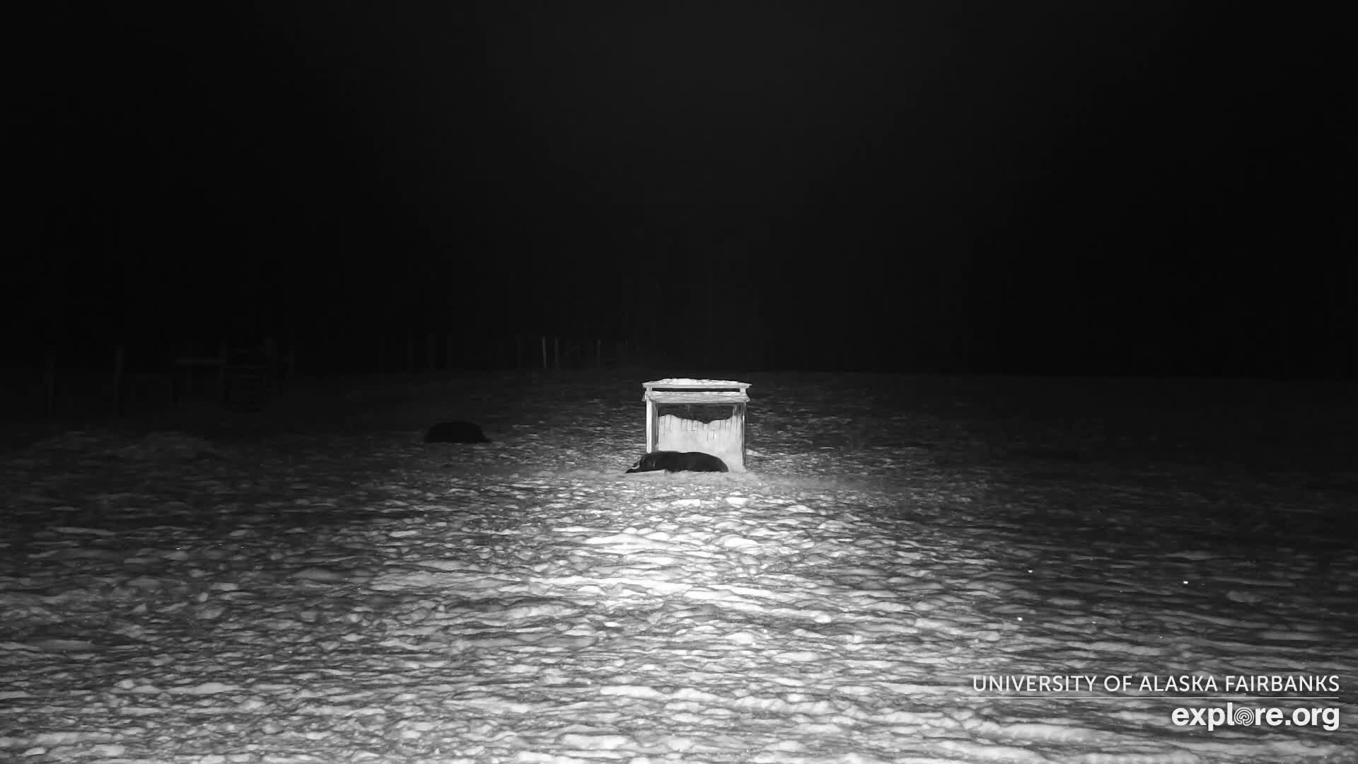 University of Alaska Fairbanks Large Animal Research Station Musk Ox Farm Live Cam - Musk Ox, College, Fairbanks North Star, Alaska, USA