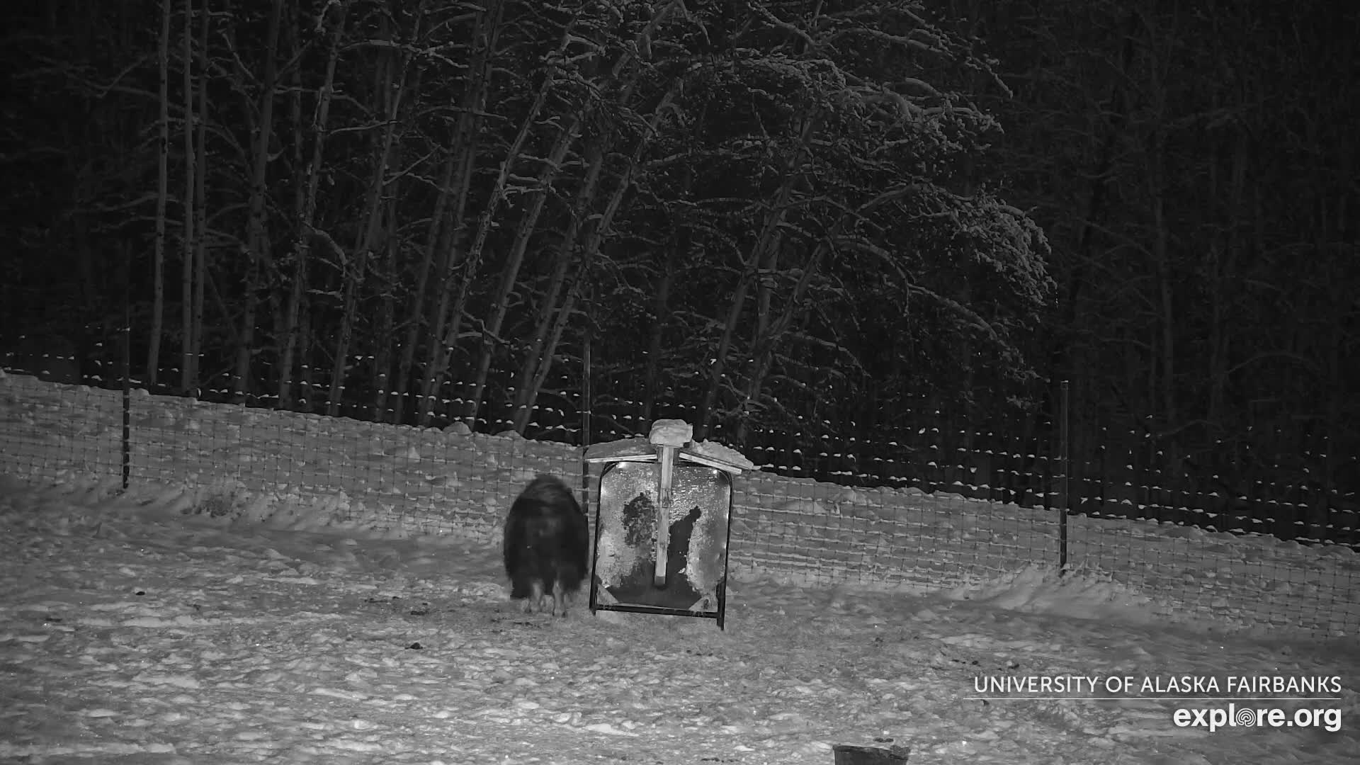 University of Alaska Fairbanks Large Animal Research Station Musk Ox Farm Live Cam - Musk Ox, College, Fairbanks North Star, Alaska, USA