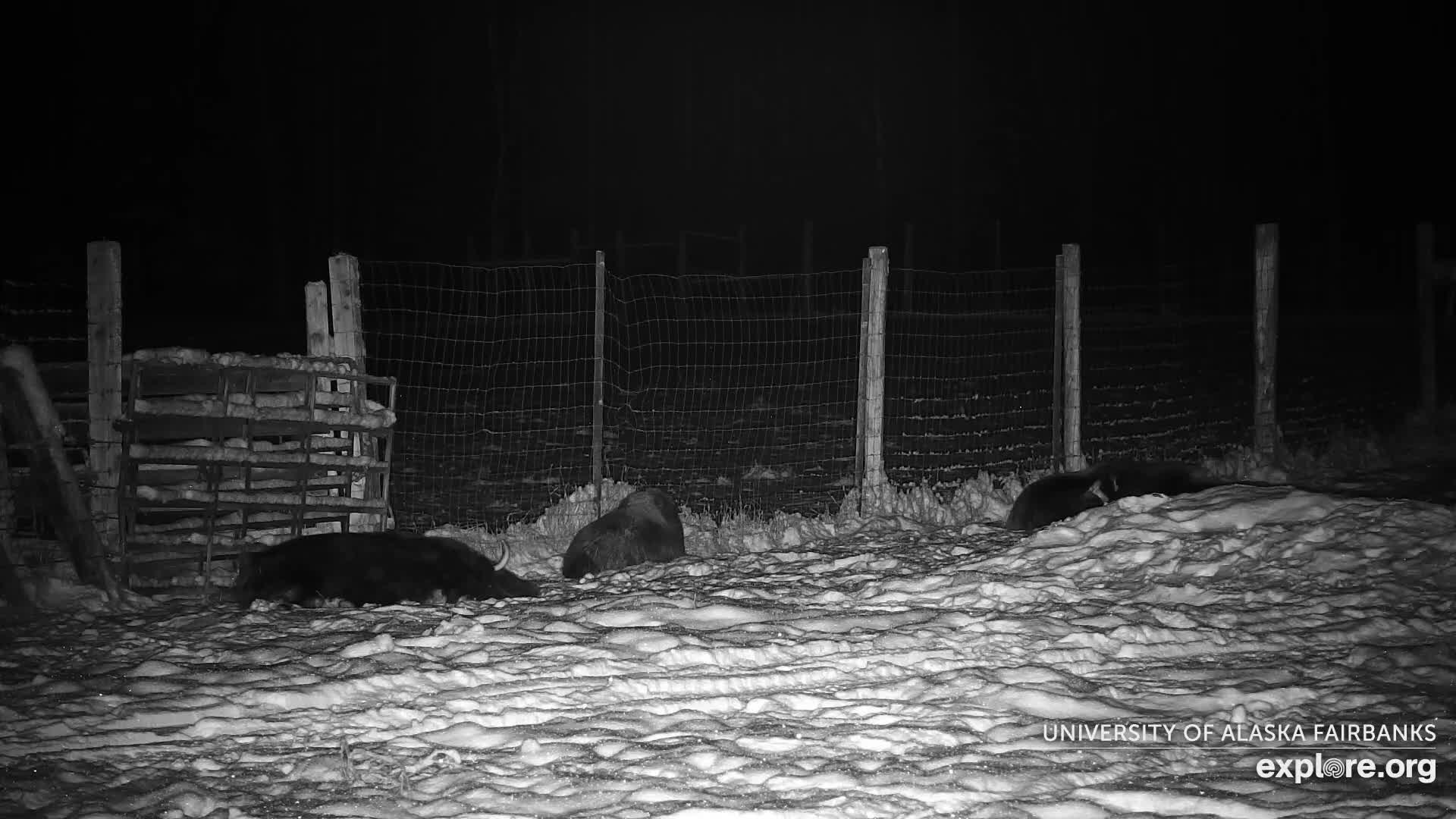 University of Alaska Fairbanks Large Animal Research Station Musk Ox Farm Live Cam - Musk Ox, College, Fairbanks North Star, Alaska, USA