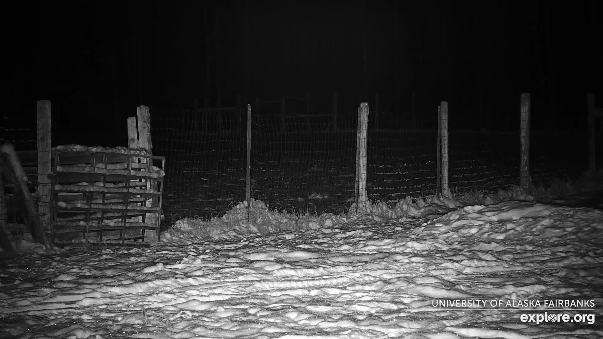 University of Alaska Fairbanks Large Animal Research Station Musk Ox Farm Live Cam - Musk Ox, College, Fairbanks North Star, Alaska, USA