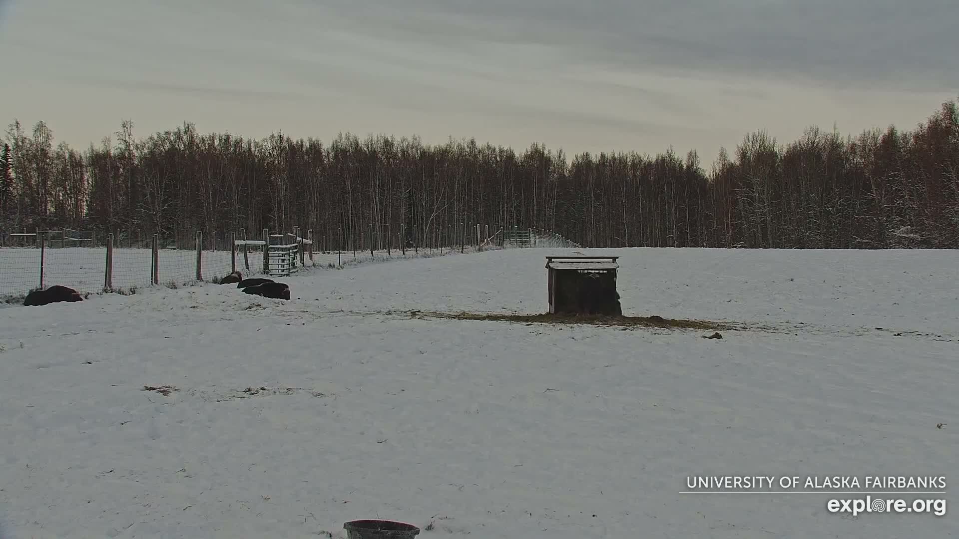 University of Alaska Fairbanks Large Animal Research Station Musk Ox Farm Live Cam - Musk Ox, College, Fairbanks North Star, Alaska, USA