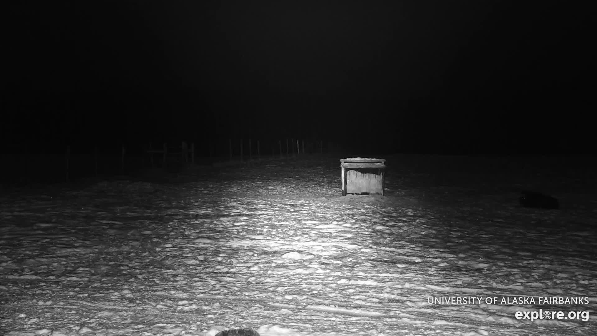 A snow-covered field at night, dimly illuminated from the foreground, features a small wooden structure on the right and a faint fence line stretching into the distance on the left.