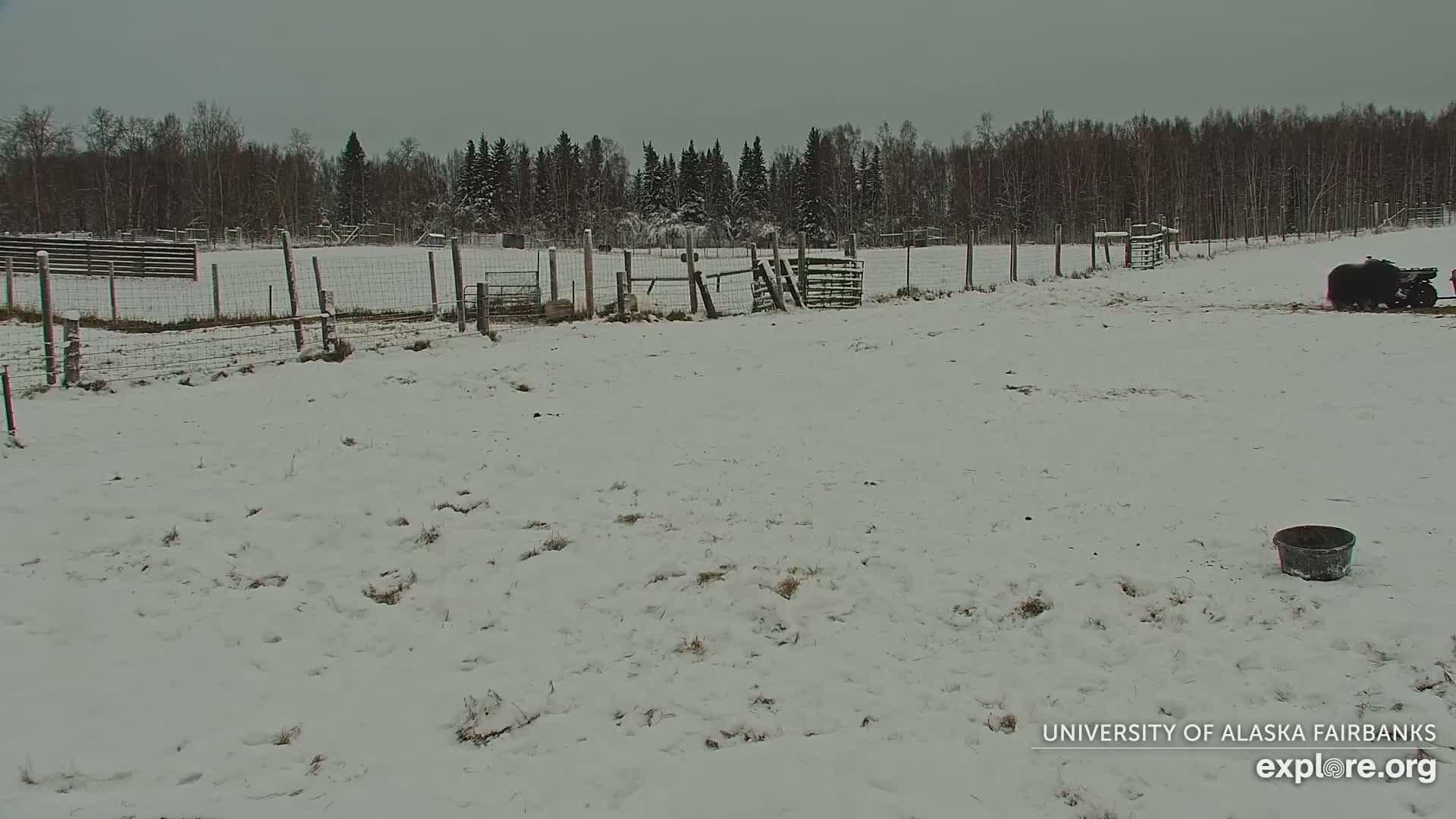 University of Alaska Fairbanks Large Animal Research Station Musk Ox Farm Live Cam - Musk Ox, College, Fairbanks North Star, Alaska, USA