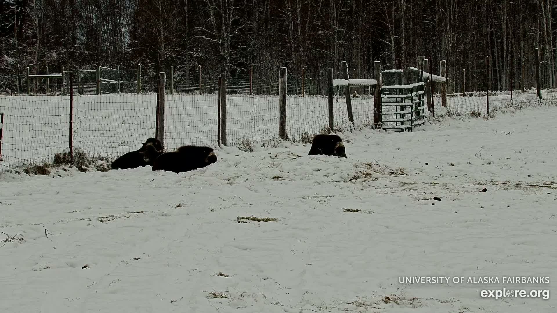 University of Alaska Fairbanks Large Animal Research Station Musk Ox Farm Live Cam - Musk Ox, College, Fairbanks North Star, Alaska, USA