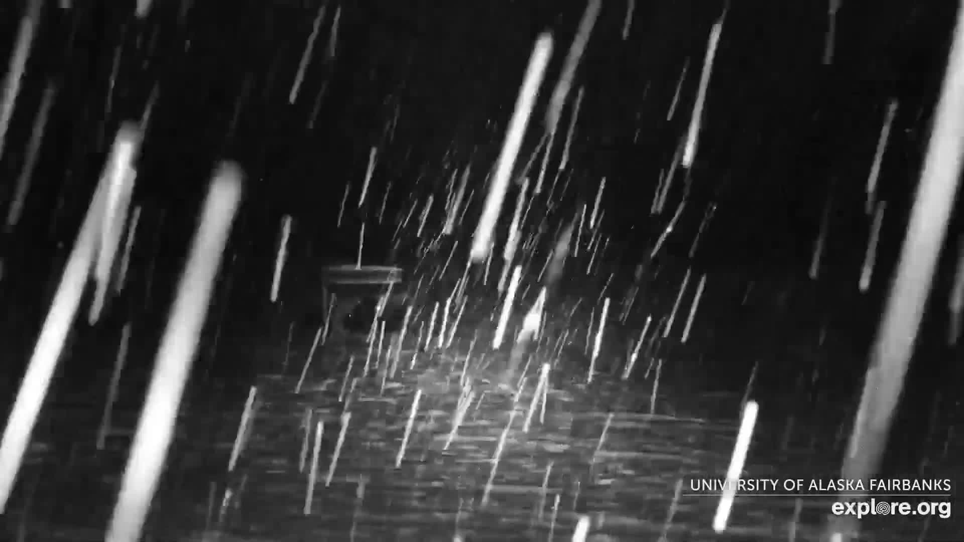 A black and white outdoor scene captures heavy snow falling at night, with countless bright streaks illuminating a dark and indistinct background.