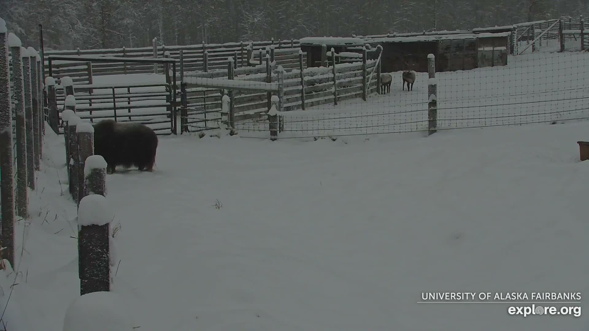 University of Alaska Fairbanks Large Animal Research Station Musk Ox Farm Live Cam - Musk Ox, College, Fairbanks North Star, Alaska, USA