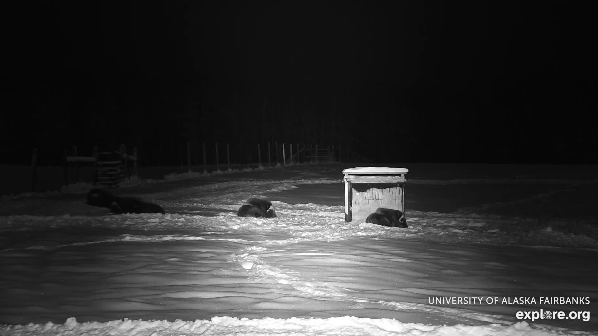 University of Alaska Fairbanks Large Animal Research Station Musk Ox Farm Live Cam - Musk Ox, College, Fairbanks North Star, Alaska, USA