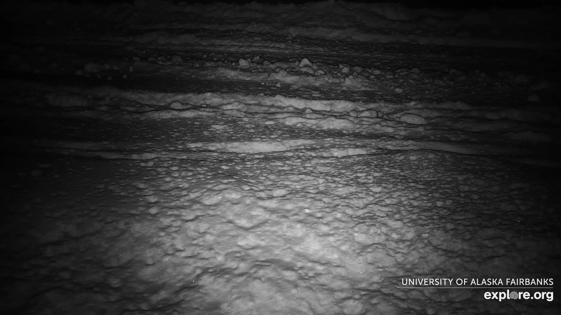 University of Alaska Fairbanks Large Animal Research Station Musk Ox Farm Live Cam - Musk Ox, College, Fairbanks North Star, Alaska, USA