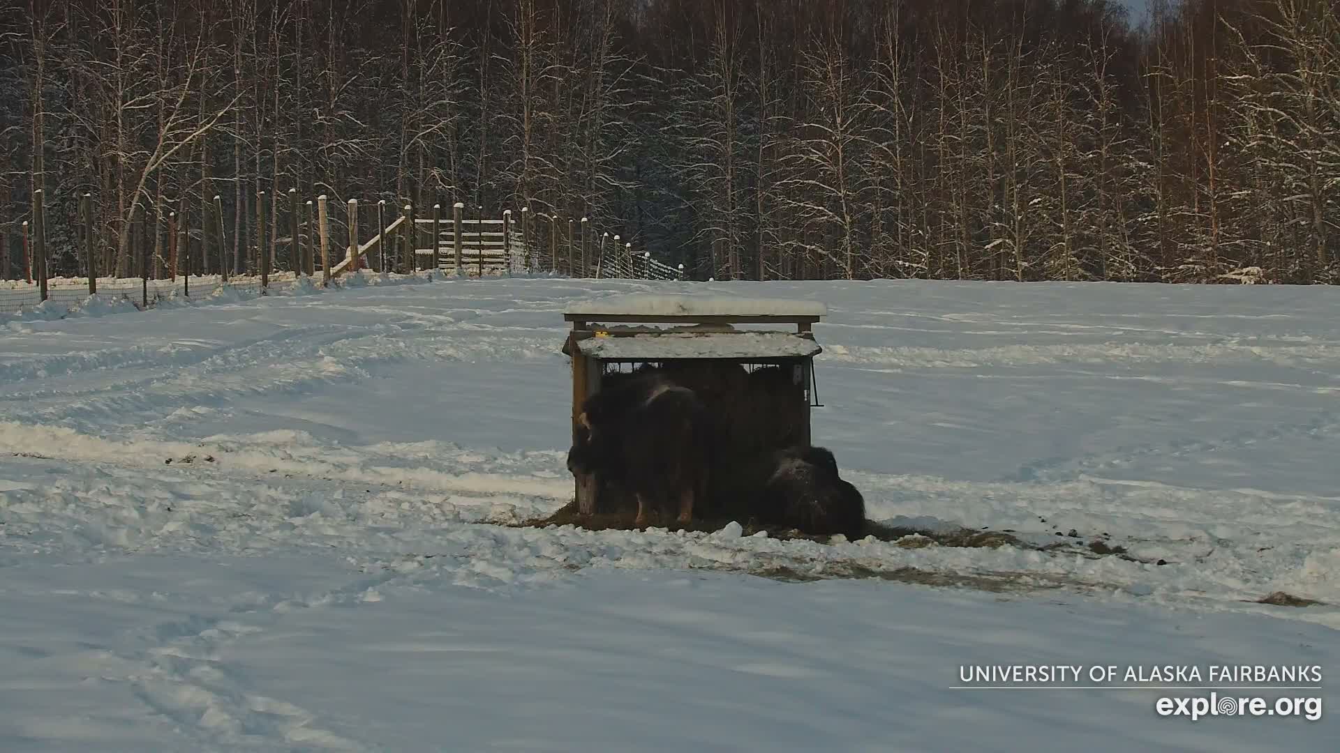 University of Alaska Fairbanks Large Animal Research Station Musk Ox Farm Live Cam - Musk Ox, College, Fairbanks North Star, Alaska, USA