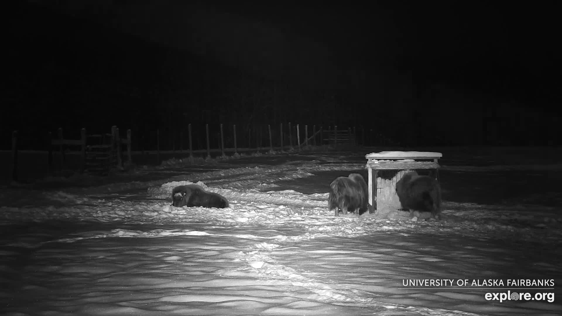 University of Alaska Fairbanks Large Animal Research Station Musk Ox Farm Live Cam - Musk Ox, College, Fairbanks North Star, Alaska, USA