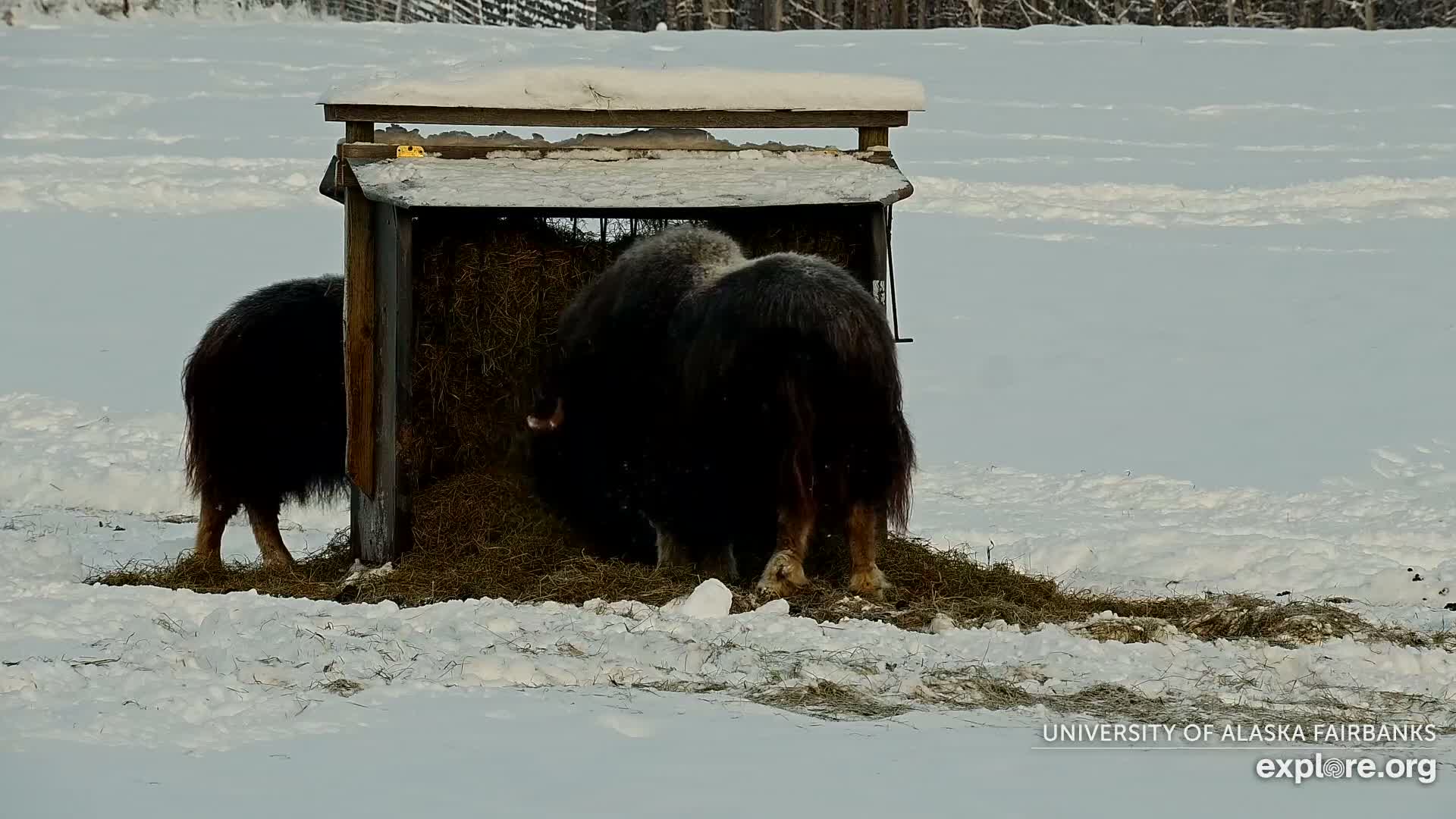 University of Alaska Fairbanks Large Animal Research Station Musk Ox Farm Live Cam - Musk Ox, College, Fairbanks North Star, Alaska, USA