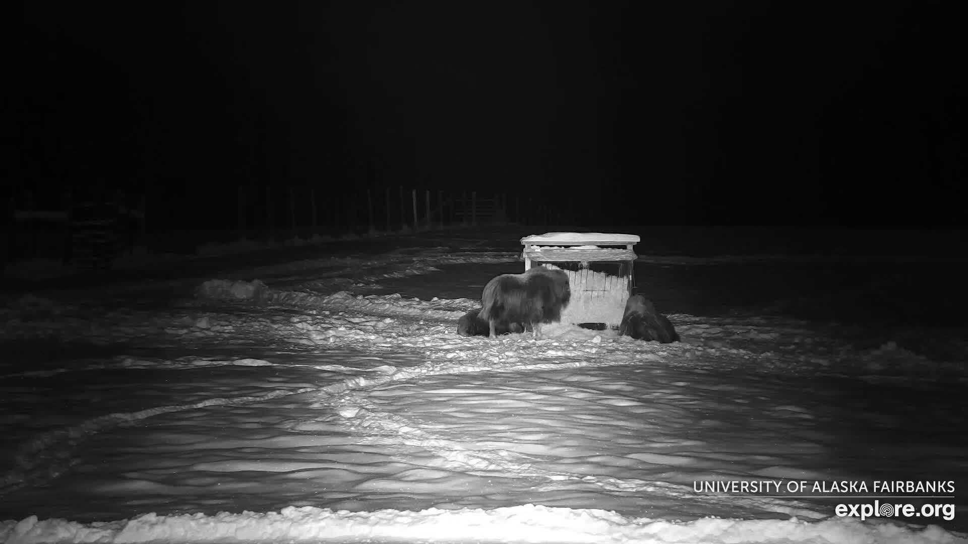 University of Alaska Fairbanks Large Animal Research Station Musk Ox Farm Live Cam - Musk Ox, College, Fairbanks North Star, Alaska, USA