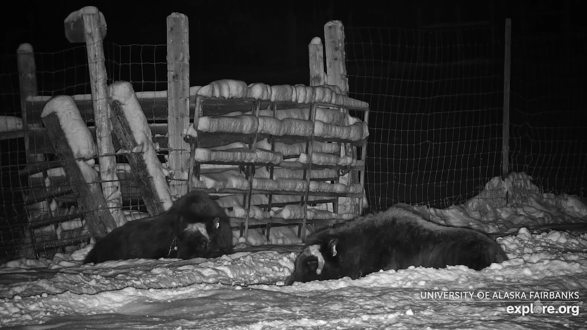 University of Alaska Fairbanks Large Animal Research Station Musk Ox Farm Live Cam - Musk Ox, College, Fairbanks North Star, Alaska, USA