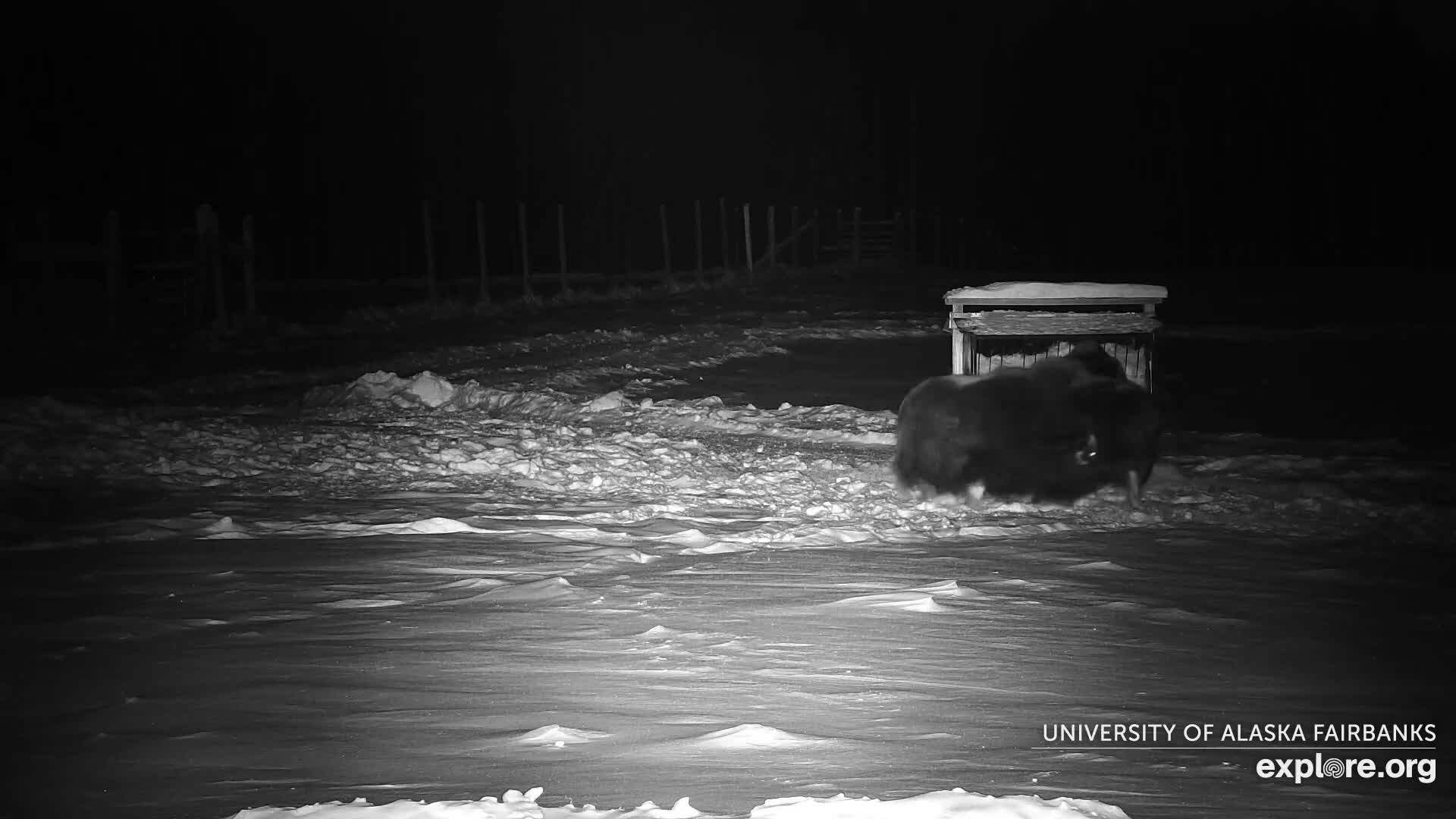 University of Alaska Fairbanks Large Animal Research Station Musk Ox Farm Live Cam - Musk Ox, College, Fairbanks North Star, Alaska, USA