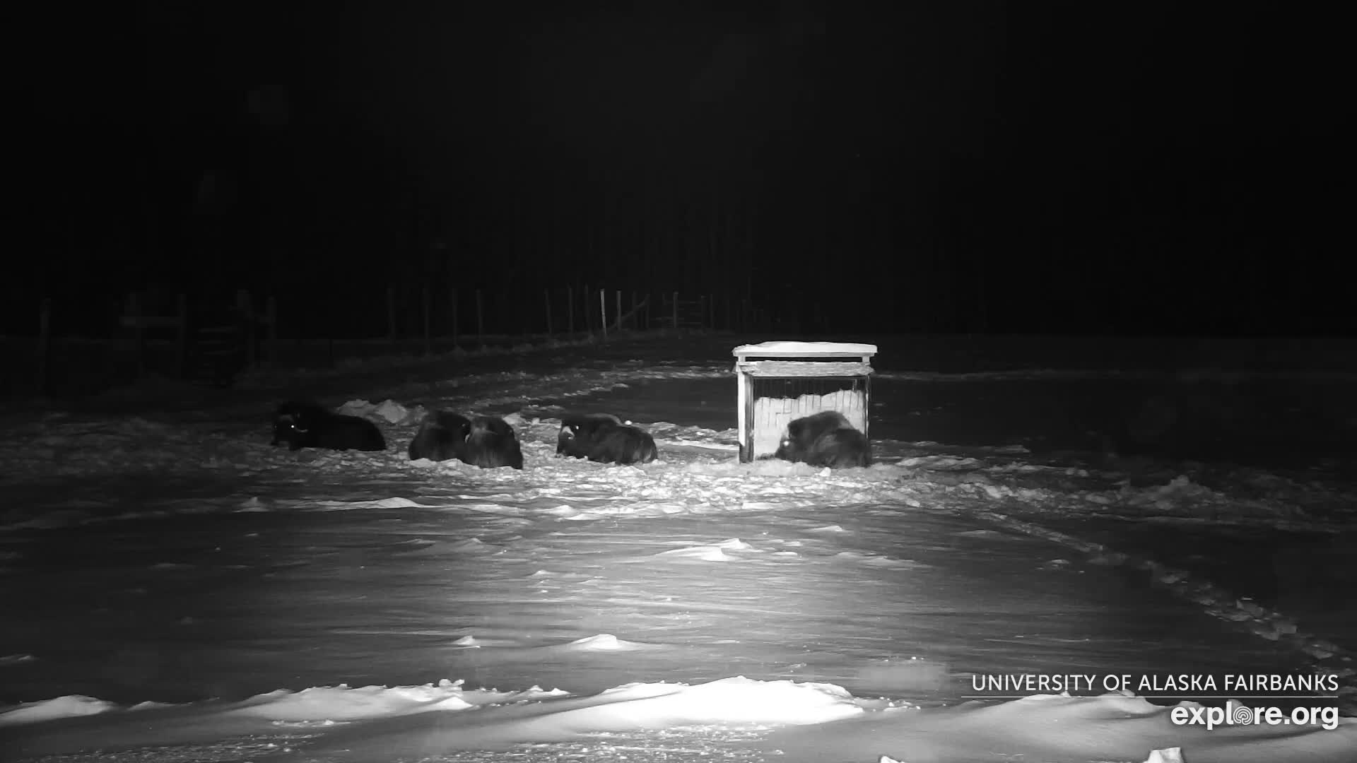 University of Alaska Fairbanks Large Animal Research Station Musk Ox Farm Live Cam - Musk Ox, College, Fairbanks North Star, Alaska, USA