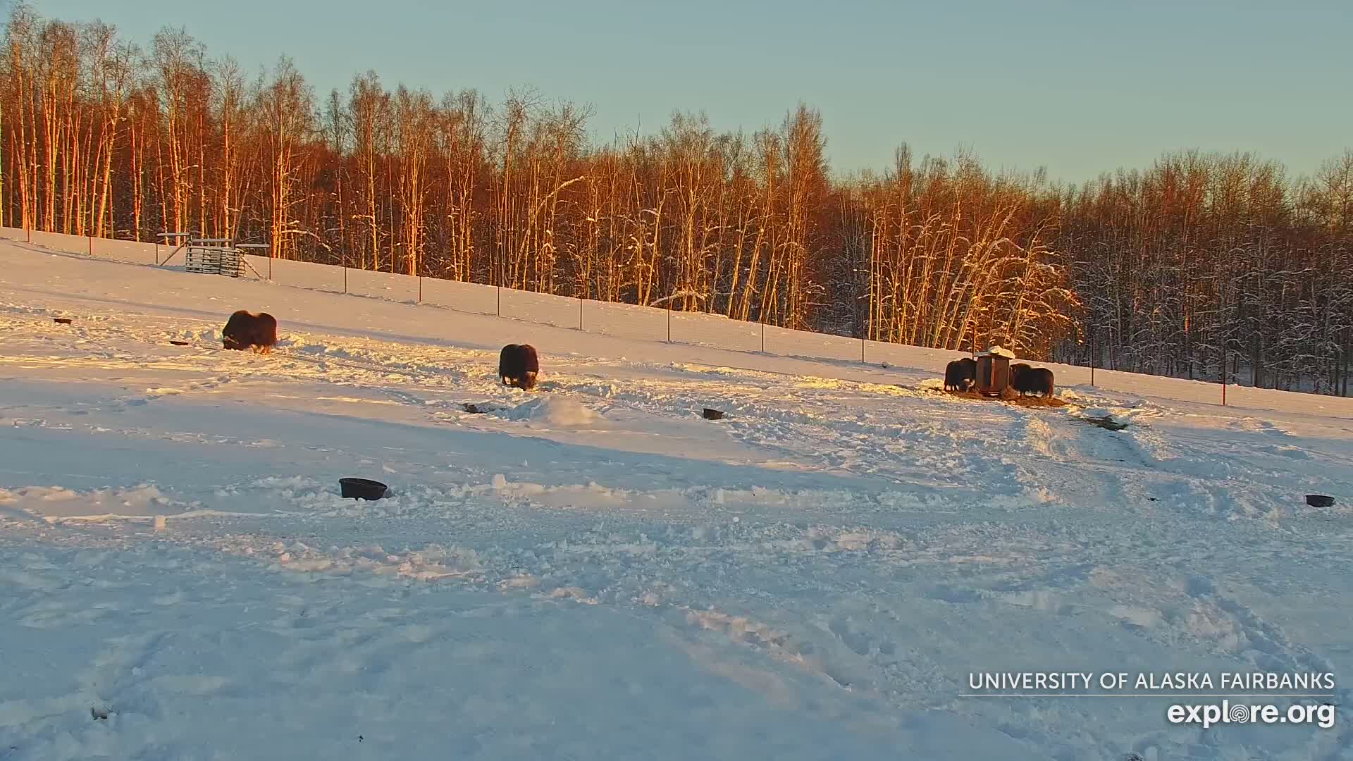 University of Alaska Fairbanks Large Animal Research Station Musk Ox Farm Live Cam - Musk Ox, College, Fairbanks North Star, Alaska, USA