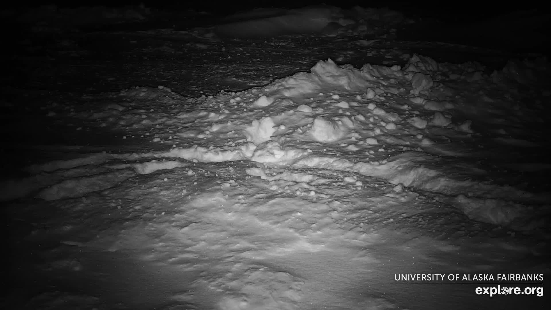 University of Alaska Fairbanks Large Animal Research Station Musk Ox Farm Live Cam - Musk Ox, College, Fairbanks North Star, Alaska, USA