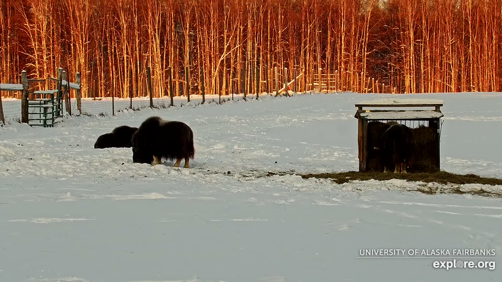 University of Alaska Fairbanks Large Animal Research Station Musk Ox Farm Live Cam - Musk Ox, College, Fairbanks North Star, Alaska, USA