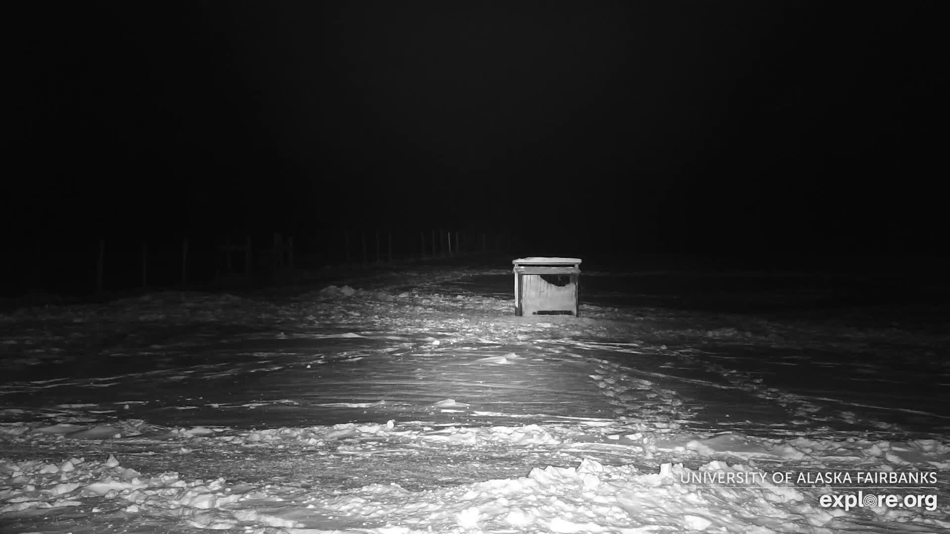 University of Alaska Fairbanks Large Animal Research Station Musk Ox Farm Live Cam - Musk Ox, College, Fairbanks North Star, Alaska, USA