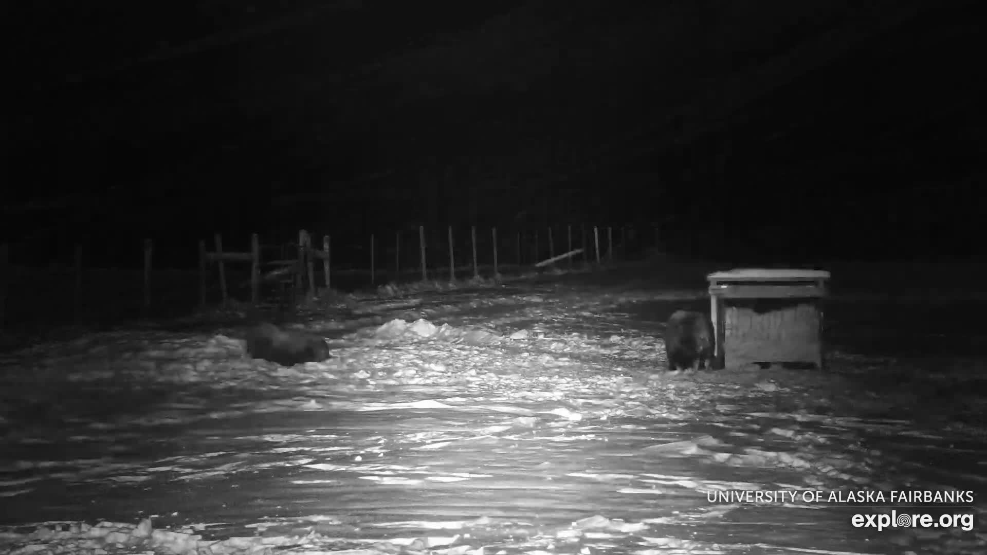 University of Alaska Fairbanks Large Animal Research Station Musk Ox Farm Live Cam - Musk Ox, College, Fairbanks North Star, Alaska, USA