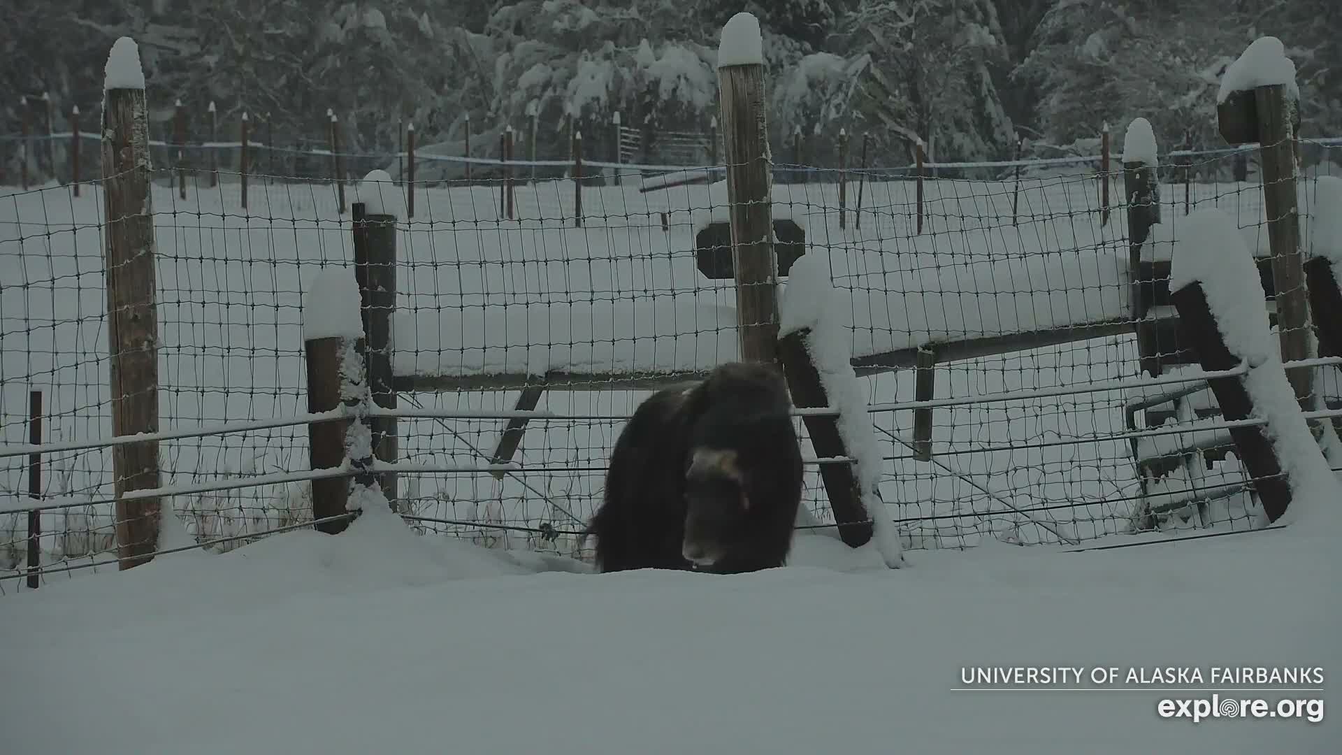 University of Alaska Fairbanks Large Animal Research Station Musk Ox Farm Live Cam - Musk Ox, College, Fairbanks North Star, Alaska, USA