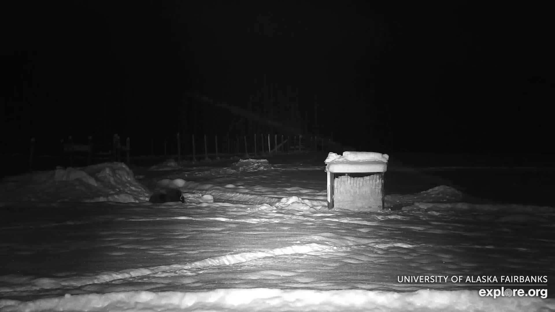 University of Alaska Fairbanks Large Animal Research Station Musk Ox Farm Live Cam - Musk Ox, College, Fairbanks North Star, Alaska, USA