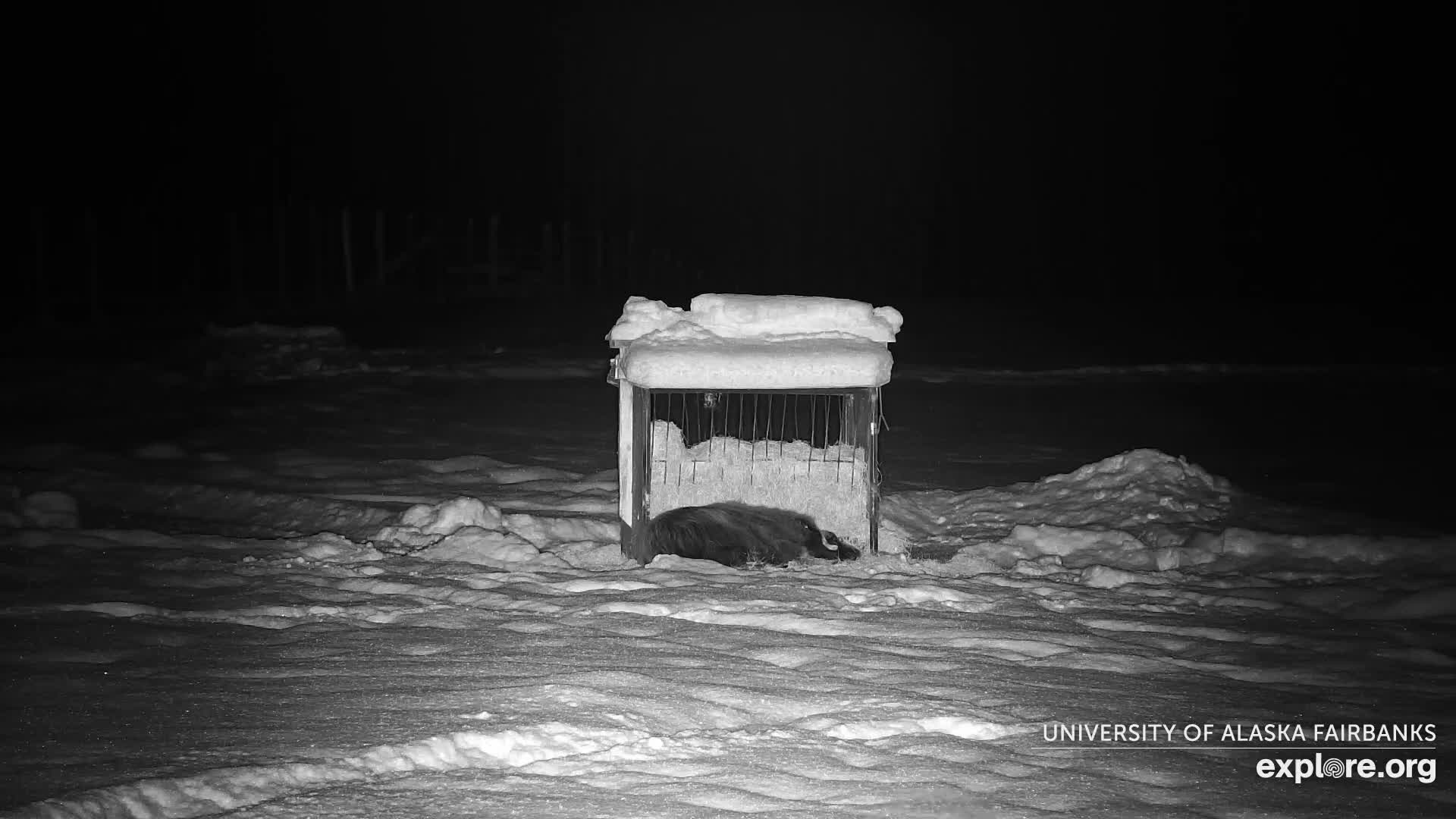 University of Alaska Fairbanks Large Animal Research Station Musk Ox Farm Live Cam - Musk Ox, College, Fairbanks North Star, Alaska, USA