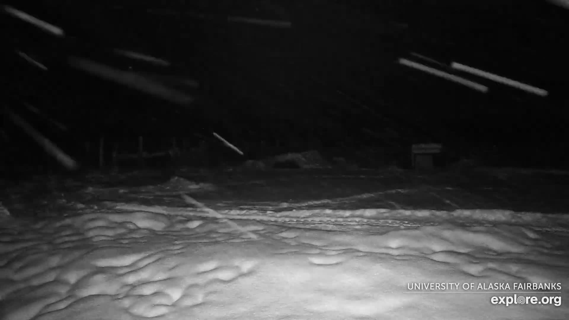 University of Alaska Fairbanks Large Animal Research Station Musk Ox Farm Live Cam - Musk Ox, College, Fairbanks North Star, Alaska, USA