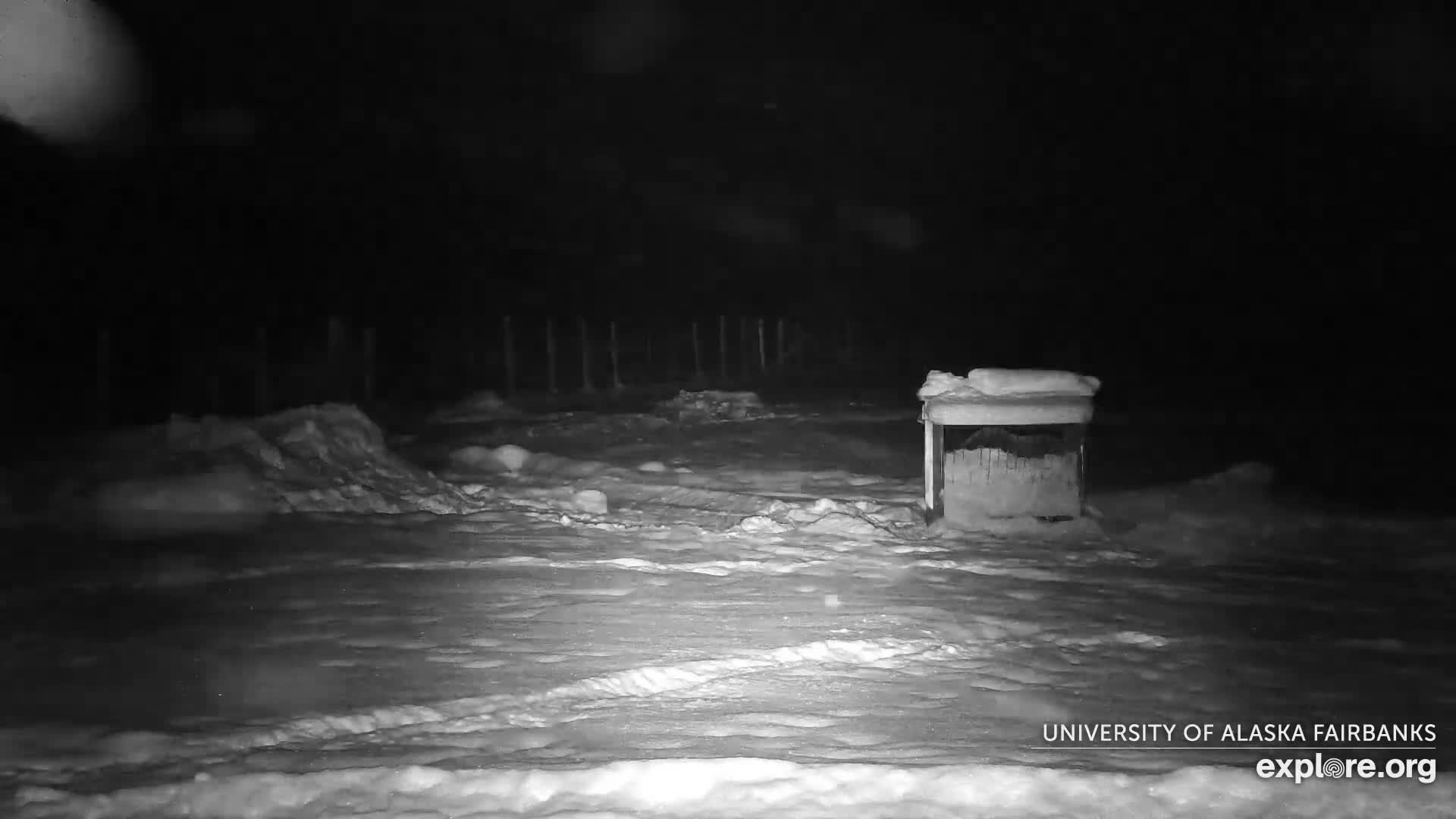 A black and white outdoor scene captures heavy snow falling at night, with countless bright streaks illuminating a dark and indistinct background.