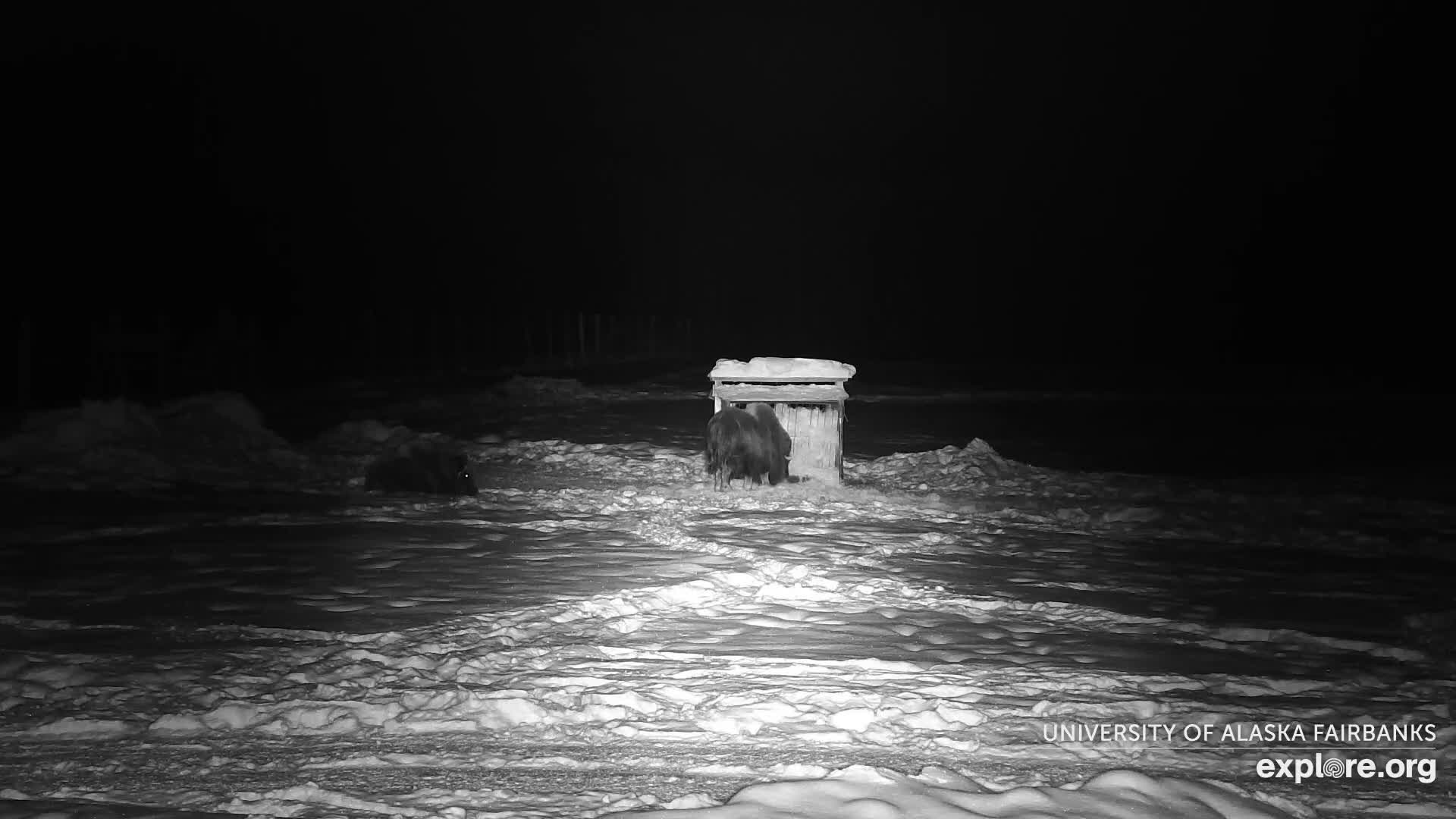 University of Alaska Fairbanks Large Animal Research Station Musk Ox Farm Live Cam - Musk Ox, College, Fairbanks North Star, Alaska, USA