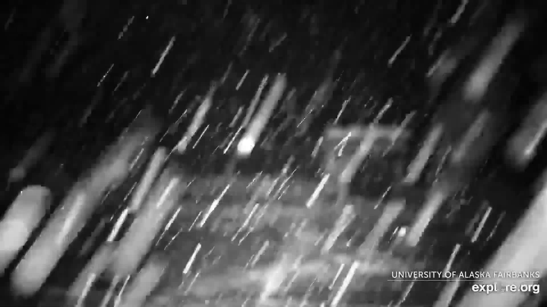 University of Alaska Fairbanks Large Animal Research Station Musk Ox Farm Live Cam - Musk Ox, College, Fairbanks North Star, Alaska, USA