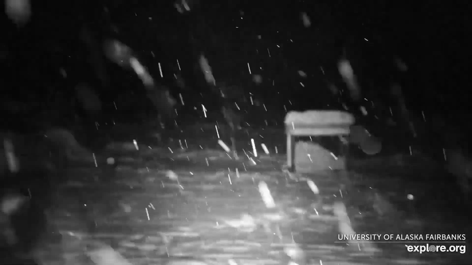 University of Alaska Fairbanks Large Animal Research Station Musk Ox Farm Live Cam - Musk Ox, College, Fairbanks North Star, Alaska, USA