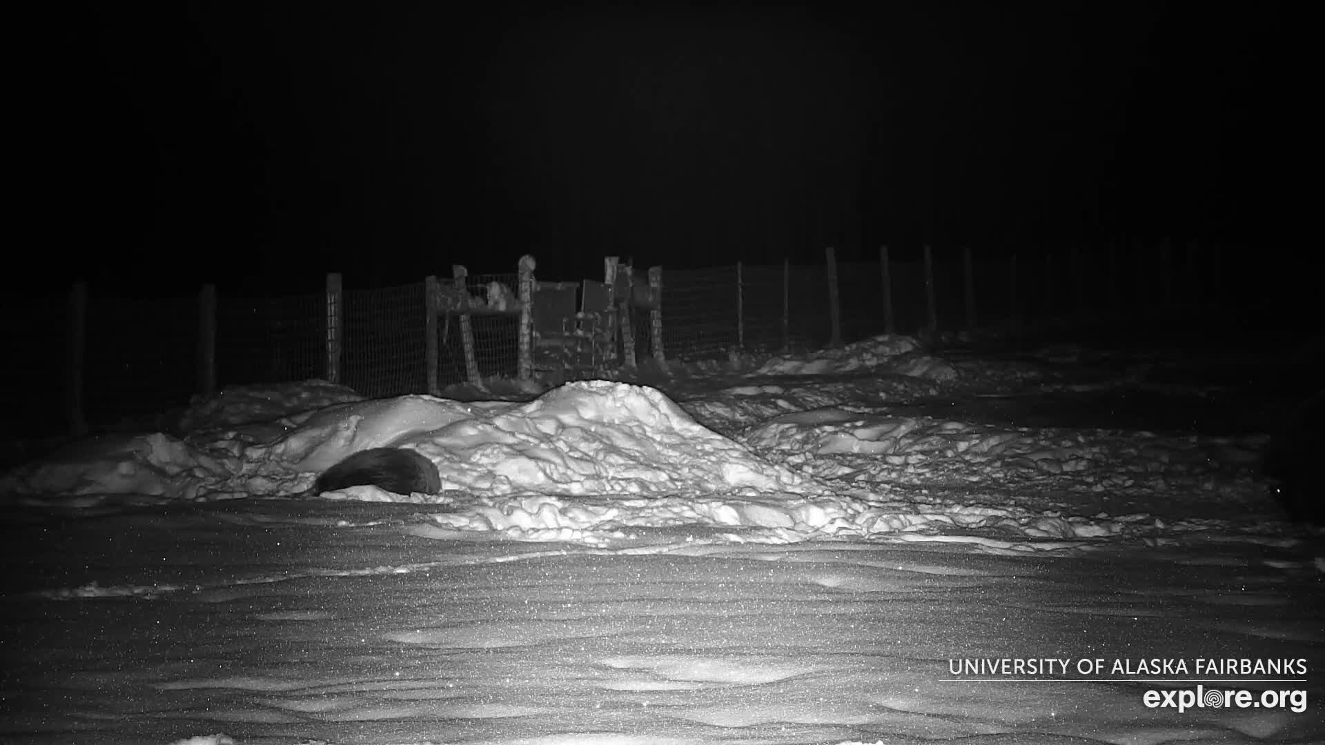 University of Alaska Fairbanks Large Animal Research Station Musk Ox Farm Live Cam - Musk Ox, College, Fairbanks North Star, Alaska, USA