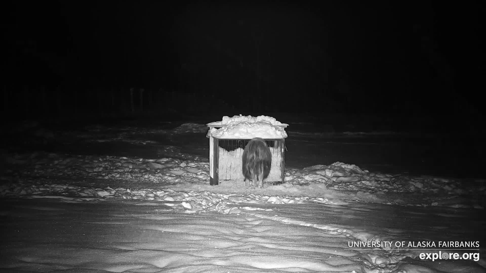 University of Alaska Fairbanks Large Animal Research Station Musk Ox Farm Live Cam - Musk Ox, College, Fairbanks North Star, Alaska, USA