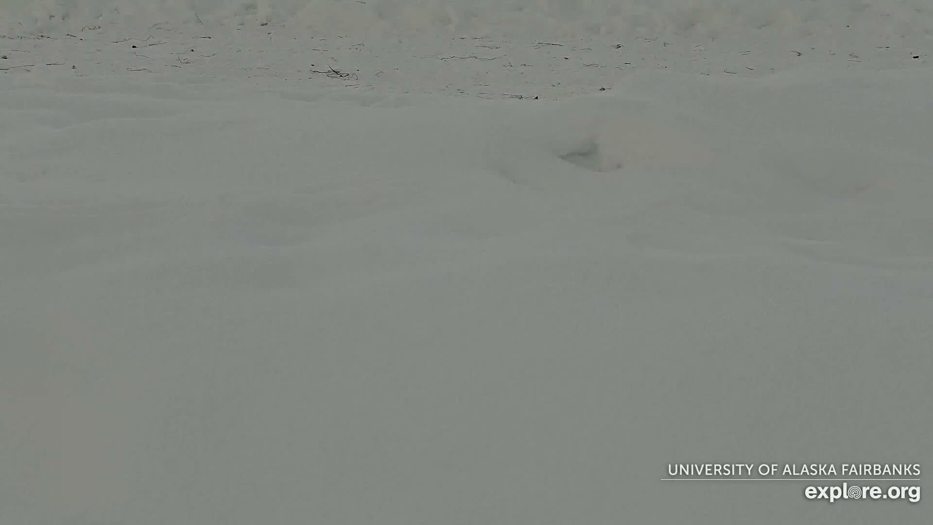University of Alaska Fairbanks Large Animal Research Station Musk Ox Farm Live Cam - Musk Ox, College, Fairbanks North Star, Alaska, USA