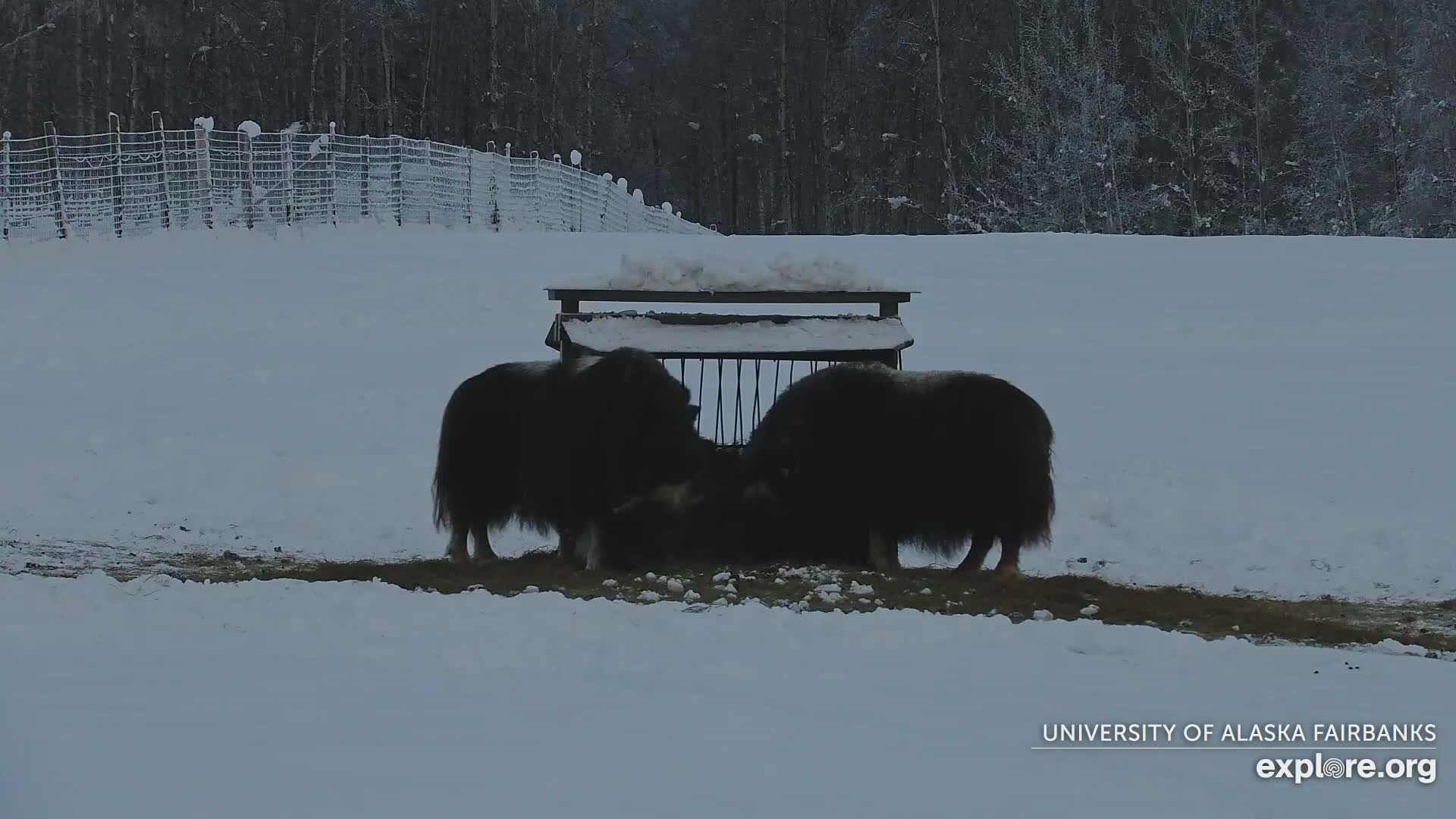 University of Alaska Fairbanks Large Animal Research Station Musk Ox Farm Live Cam - Musk Ox, College, Fairbanks North Star, Alaska, USA