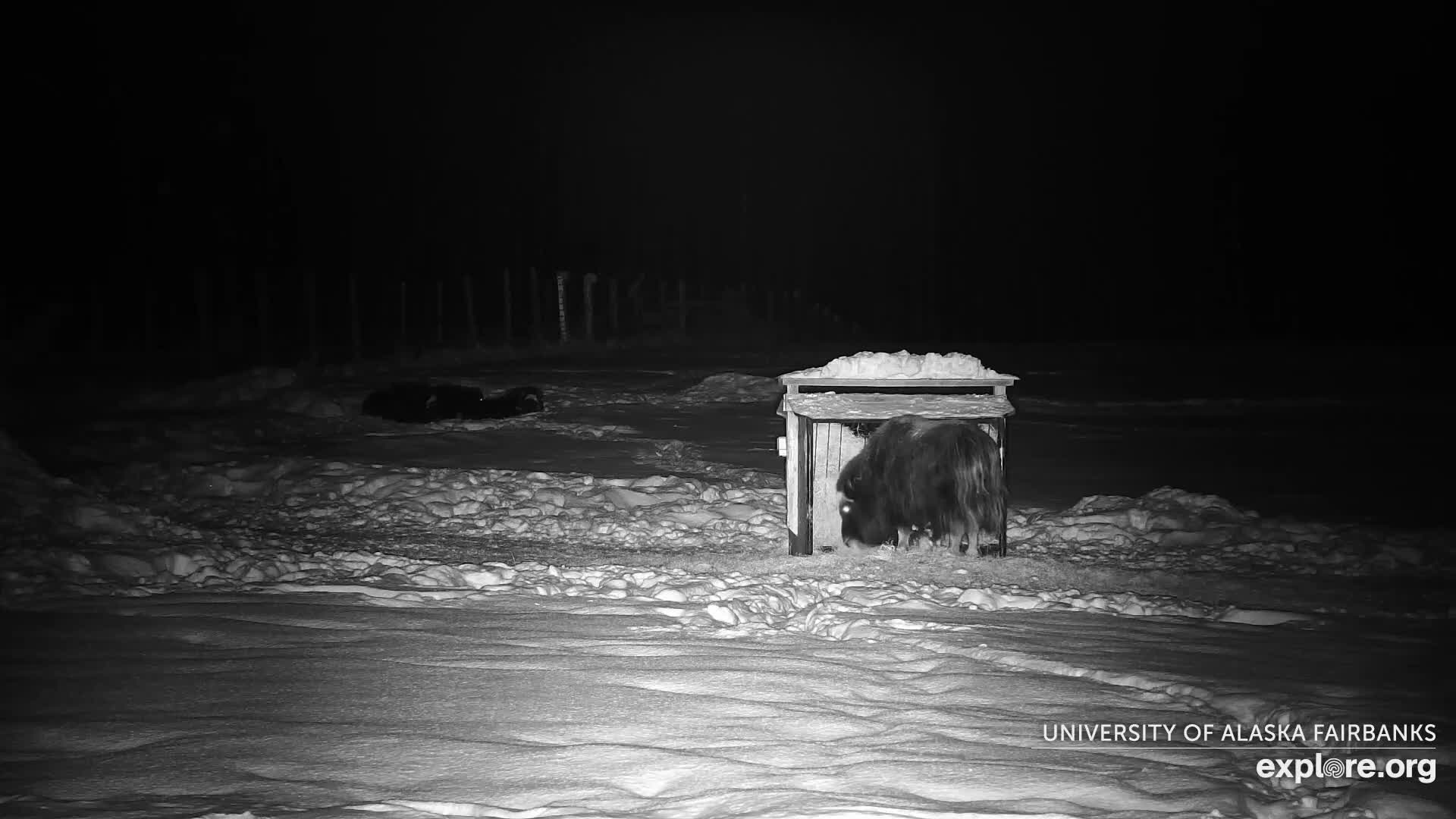 University of Alaska Fairbanks Large Animal Research Station Musk Ox Farm Live Cam - Musk Ox, College, Fairbanks North Star, Alaska, USA