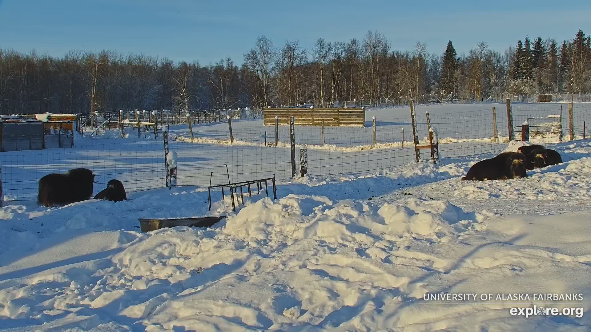 University of Alaska Fairbanks Large Animal Research Station Musk Ox Farm Live Cam - Musk Ox, College, Fairbanks North Star, Alaska, USA