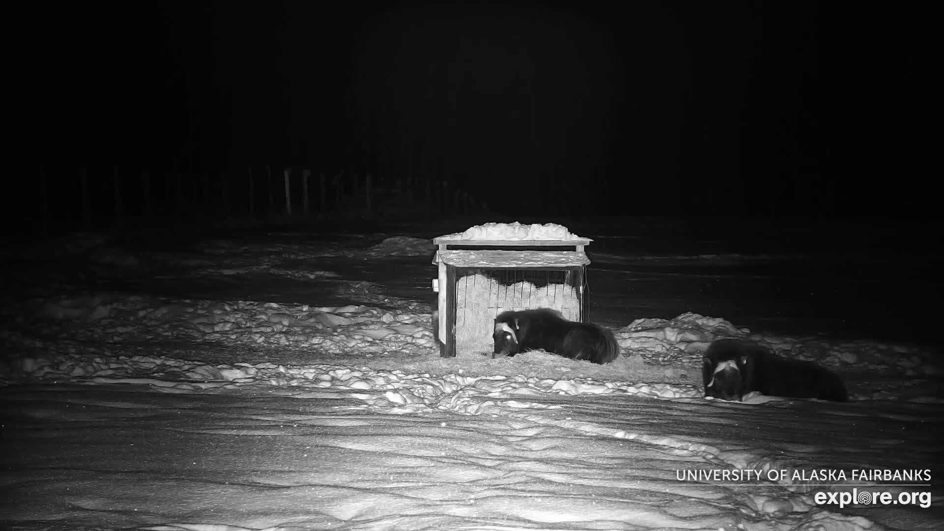 University of Alaska Fairbanks Large Animal Research Station Musk Ox Farm Live Cam - Musk Ox, College, Fairbanks North Star, Alaska, USA