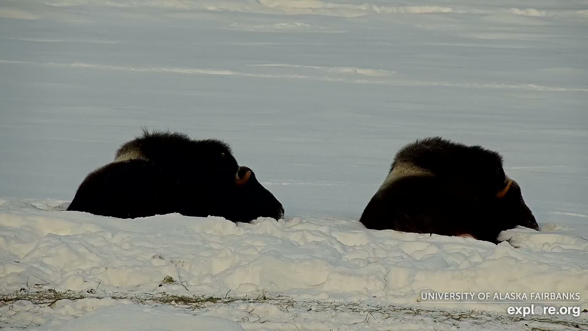 University of Alaska Fairbanks Large Animal Research Station Musk Ox Farm Live Cam - Musk Ox, College, Fairbanks North Star, Alaska, USA