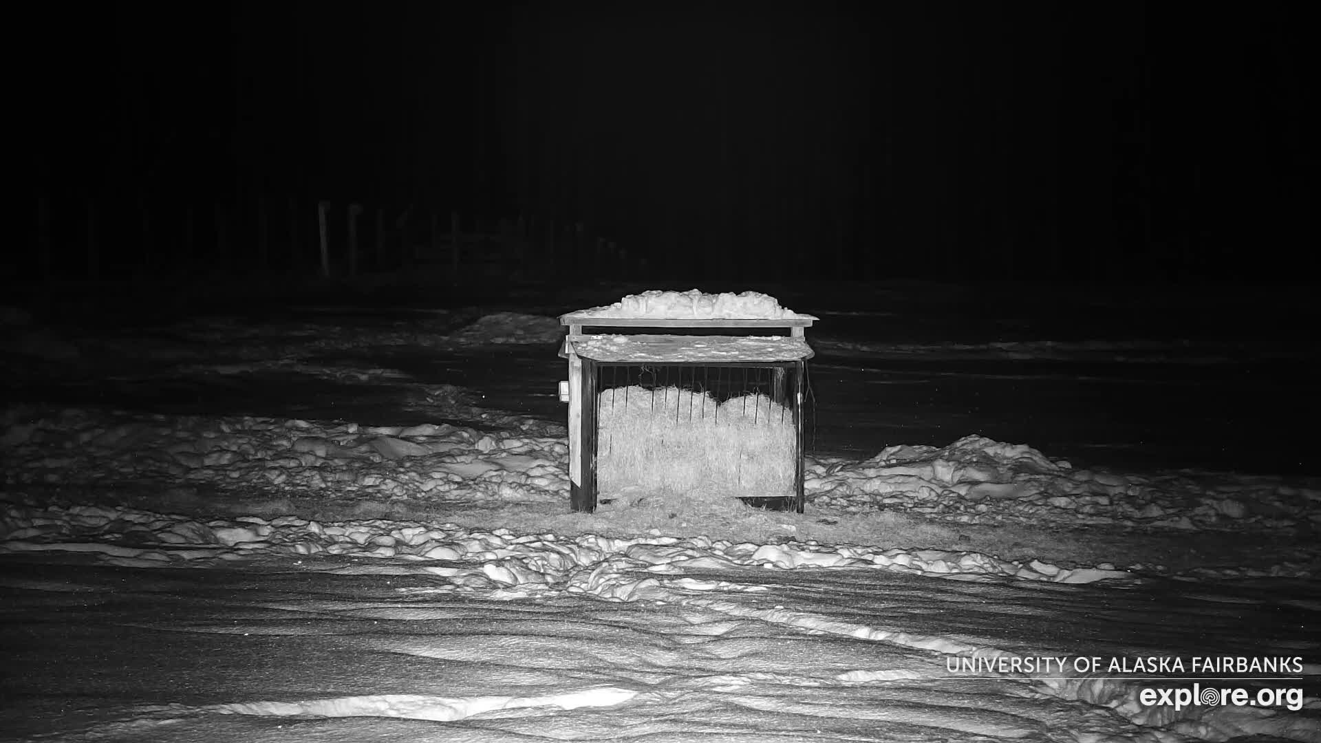 University of Alaska Fairbanks Large Animal Research Station Musk Ox Farm Live Cam - Musk Ox, College, Fairbanks North Star, Alaska, USA