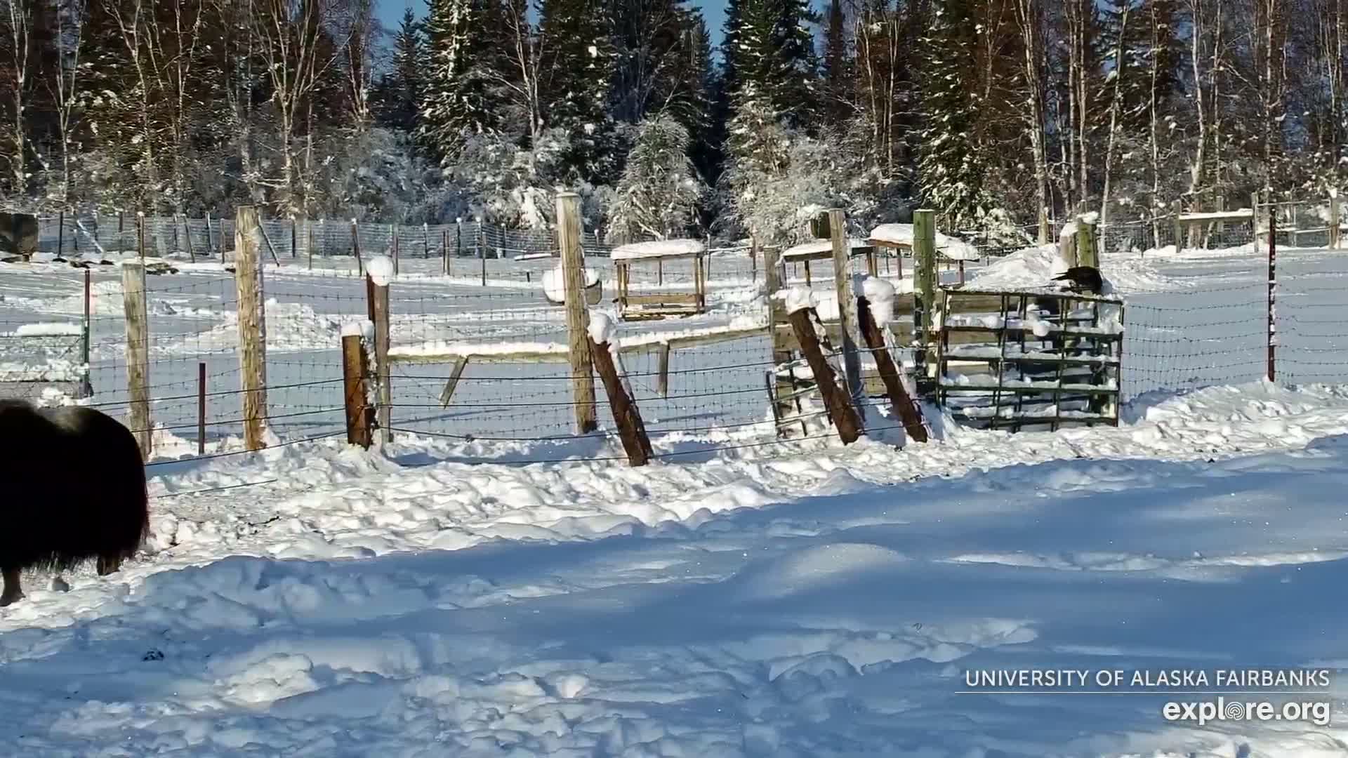 University of Alaska Fairbanks Large Animal Research Station Musk Ox Farm Live Cam - Musk Ox, College, Fairbanks North Star, Alaska, USA