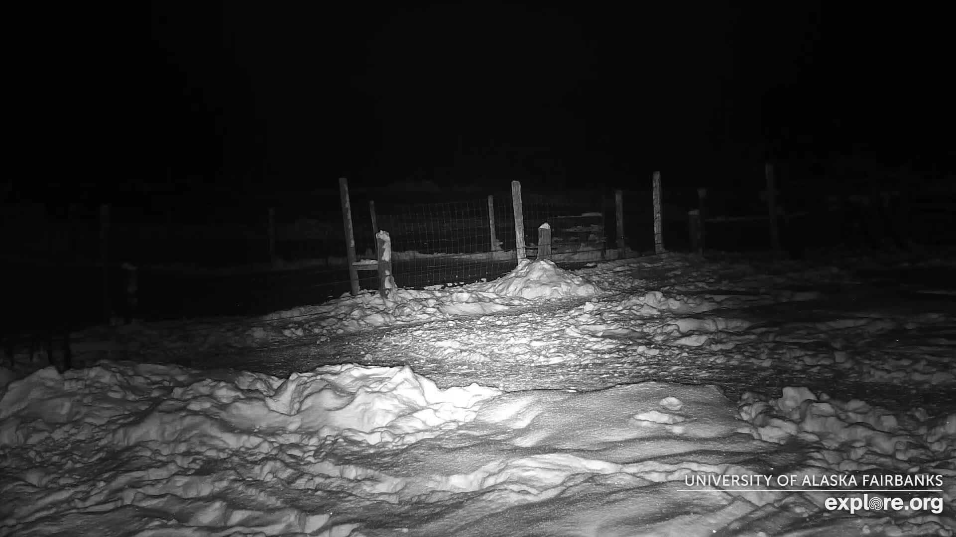 University of Alaska Fairbanks Large Animal Research Station Musk Ox Farm Live Cam - Musk Ox, College, Fairbanks North Star, Alaska, USA