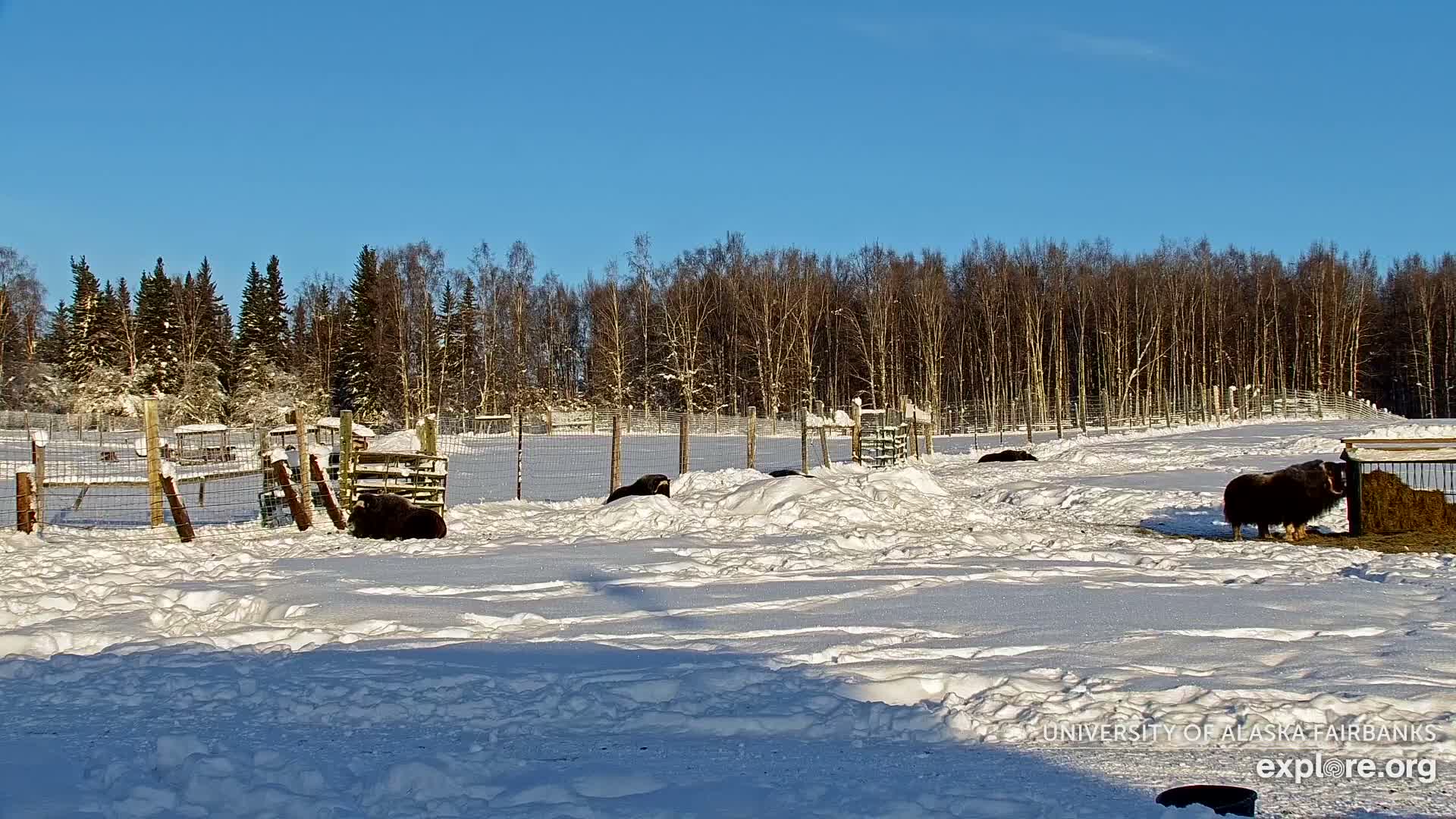 University of Alaska Fairbanks Large Animal Research Station Musk Ox Farm Live Cam - Musk Ox, College, Fairbanks North Star, Alaska, USA