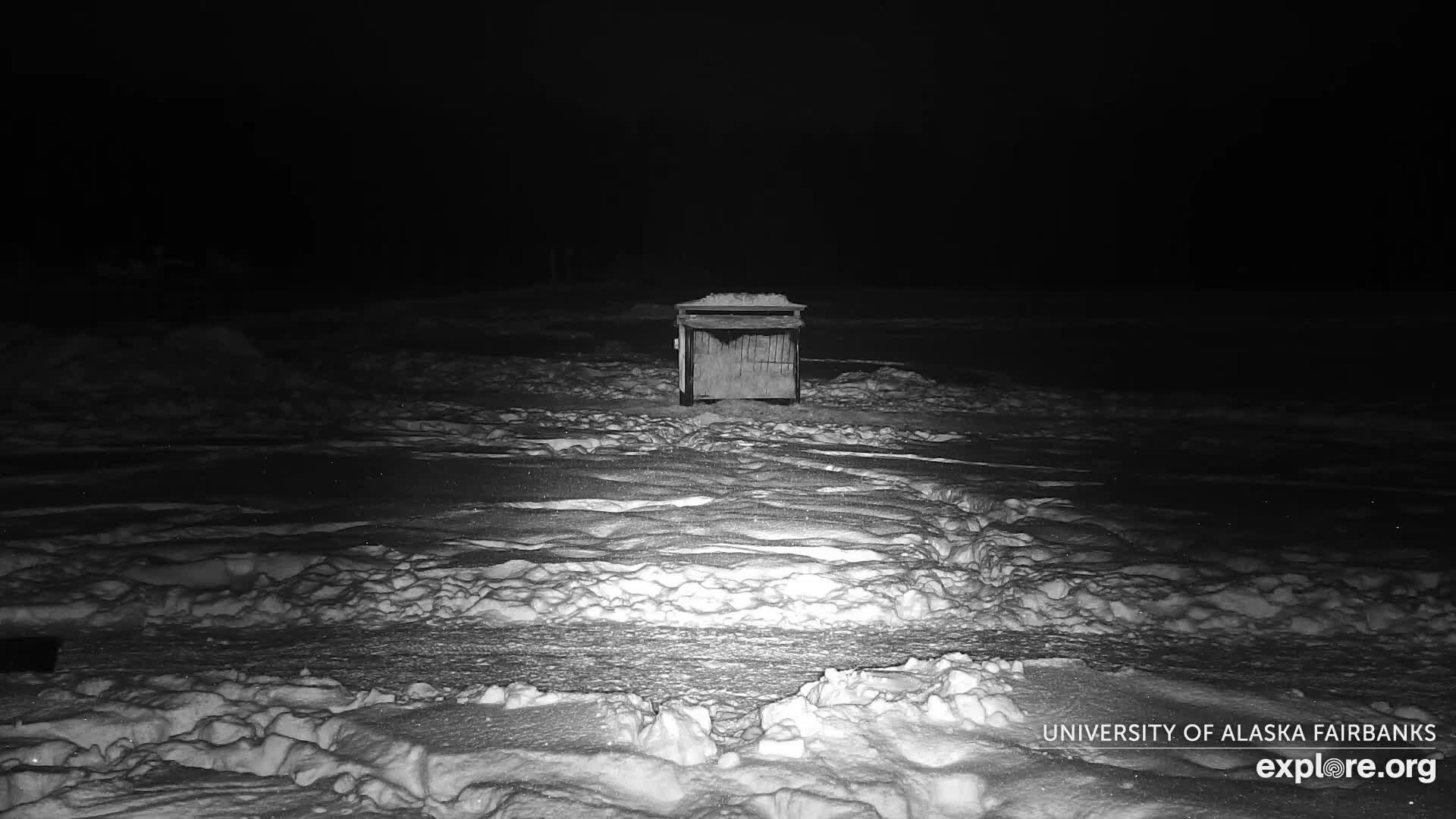 University of Alaska Fairbanks Large Animal Research Station Musk Ox Farm Live Cam - Musk Ox, College, Fairbanks North Star, Alaska, USA
