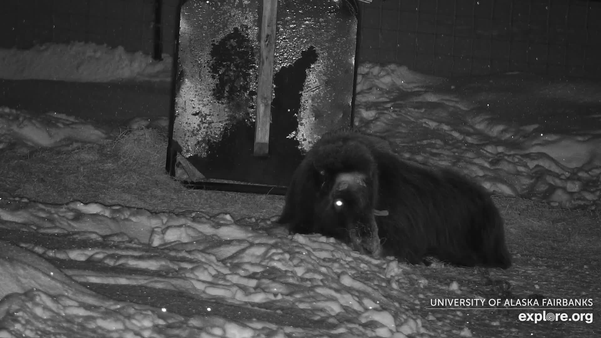 University of Alaska Fairbanks Large Animal Research Station Musk Ox Farm Live Cam - Musk Ox, College, Fairbanks North Star, Alaska, USA